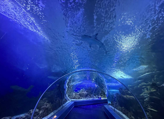 Fakieh Aquarium