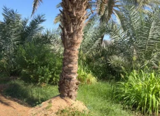 Date Palm Farms